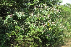 Callicarpa tomentosa